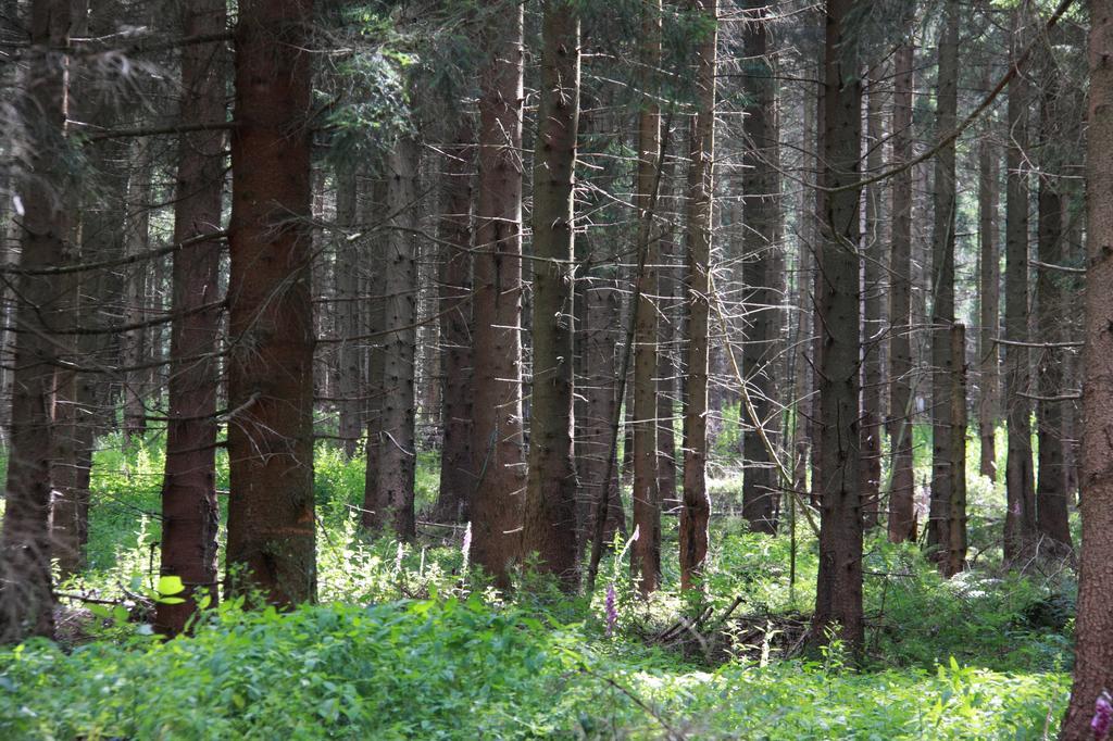 Fewo Amsbergstrasse Bad Harzburg Phòng bức ảnh